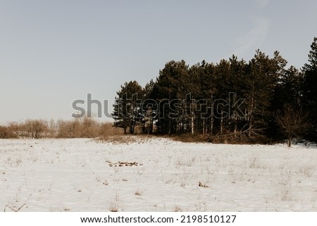 Snowy field by the forest. Winter landscape in the woods. Clear sky, copy space. 