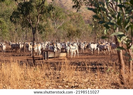 Herd of white cattle in the australian bush in the Northern Territory, Australia Royalty-Free Stock Photo #2198511027