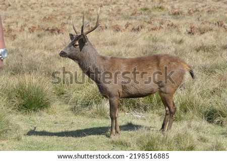 A picture of an elk on a yellow background