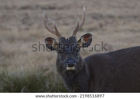 A picture of an elk on a yellow background
