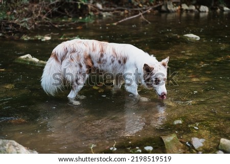 Young red merle border collie on the mountain stream, in the water, beautiful natural portrait (moment) with dramatic colors