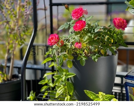Vibrant pink decorative roses balcony flowers in grey flower pot in balcony garden close up Royalty-Free Stock Photo #2198525499