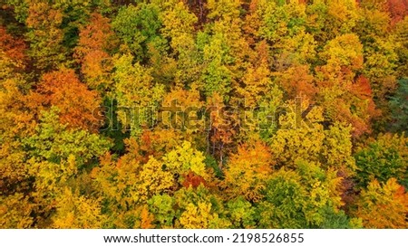 AERIAL: Picturesque leafy forest treetops in vibrant colors of autumn season. Beautiful forest area with magnificent golden yellow colored foliage. Colorful fall season spreading across countryside.