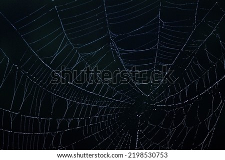 Dew on spooky spiderweb for Halloween.