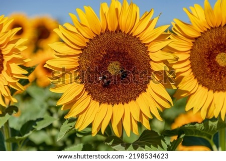 close up of a beautiful sunflower picture in the morning sunlight