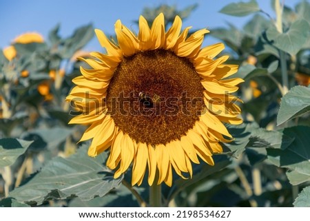 close up of a beautiful sunflower picture in the morning sunlight
