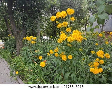 Photo of beautiful yellow flowers in a park in Ukraine.