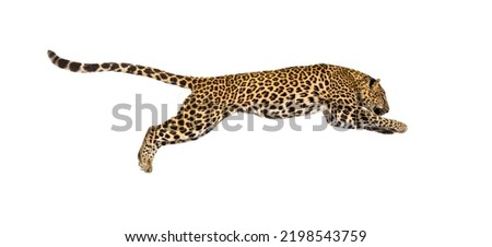 Side view of a spotted leopard leaping, panthera pardus, isolated on white
