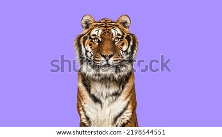 Head shot of a Tiger looking at the camera on a purple background