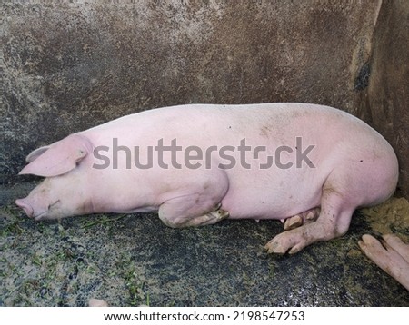 sleeping pig, traditional farm in bali
