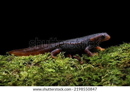 Himalayan Salamander Newt (Tylototriton verrucosus) on green moss.