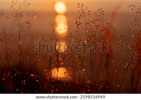 silhouette of a flower during the midnight sun at Sommaroy island (Sommarøy). Soft Back light of a field of flowers. Tromso Norway Royalty-Free Stock Photo #2198556949