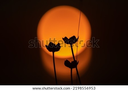 silhouette of a flower during the midnight sun at Sommaroy island (Sommarøy). Soft Back light of a field of flowers. Tromso Norway Royalty-Free Stock Photo #2198556953