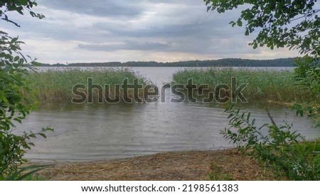 The clouds are over the lake and it is raining. The branches of an alder tree growing on the shore are bent over the water. Reeds are growing in the water near the shore There is a forest on the shore Royalty-Free Stock Photo #2198561383