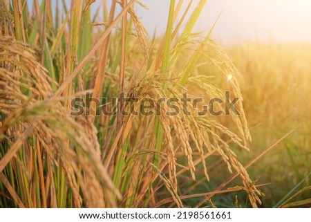 Closeup of yellow paddy rice field with golden sun rising in autumn. Agricultural concept on the countryside. 