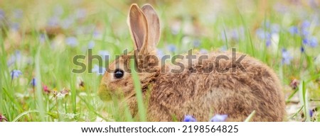 A small fluffy red rabbit on a spring blooming forest fire close-up, a concept for the spring holidays of Easter. Easter Bunny, Photo banner