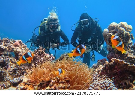 Scuba divers couple  near beautiful coral reef watching sea anemone and family of two-banded anemone fish (also known as clown or nemo fish). Royalty-Free Stock Photo #2198575773