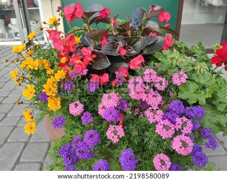 A picture of Ukraine's beautiful multi-coloured flowers. 