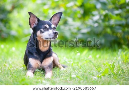 Dog, toy terrier lying in juicy green grass. High quality advertising stock photo. Pets walking in the summer