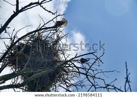 Red-footed falcon (Falco vespertinus) nesting in a colony of rooks in steppe zone of Black Sea region in forest plantations (strip of wood). The falcon expels the rook and occupies its nest. Royalty-Free Stock Photo #2198584111