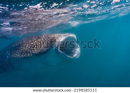 Juvenil whale shark feeding  close to the surface with the mouth open