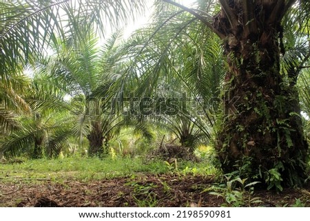 An oil palm plantation in the countryside. Oil palm plantations are overgrown with several tree trunks that are far from each other.