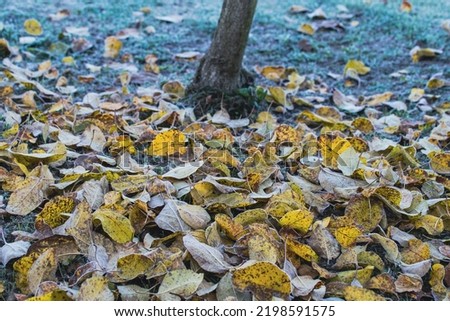A beautiful autumn tree with fallen yellow leaves lying around the trunk of a tree in an autumn park, covered with fallen yellow leaves from a tree. A bunch of yellow leaves after the first frost