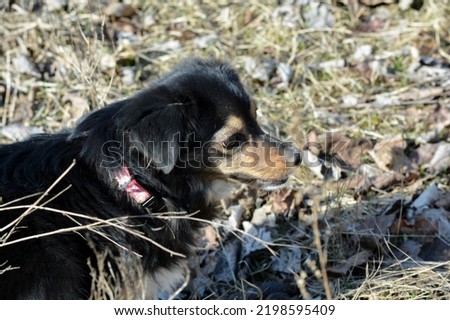 Portrait of a small black mongrel dog outdoors in early spring