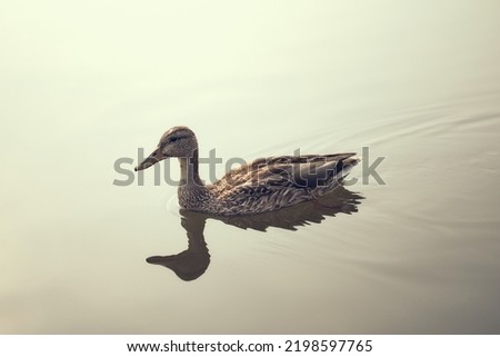 Duck swimming in a pond on a hot summer day. 