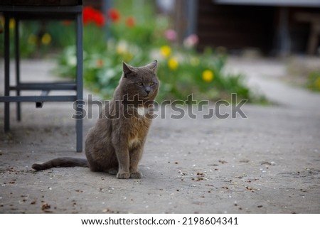 a gray cat sits beautifully with a blurred background. High quality photo