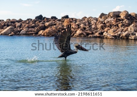 An isolated pelican in Runaway Bay beach (Jamaica). Royalty-Free Stock Photo #2198611651