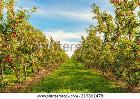Rows of red apple trees  (Annapolis Valley, Nova Scotia, Canada) Royalty-Free Stock Photo #219861478