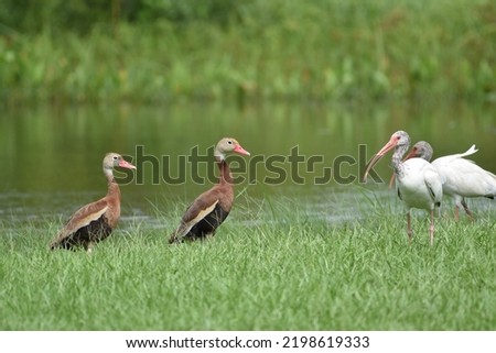 A pair of Black-Bellied Whistling Ducks and American White Ibis enjoying a summer afternoon by a country pond.
