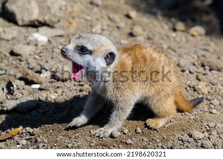 Meerkat baby, its scientific name is Suricata suricatta