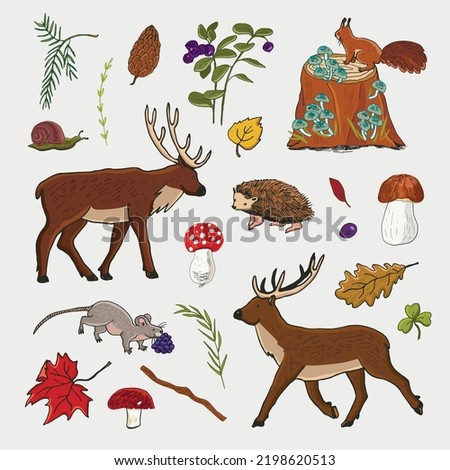 Forest animals: deer, hedgehog, squirrel vector illustrations set.