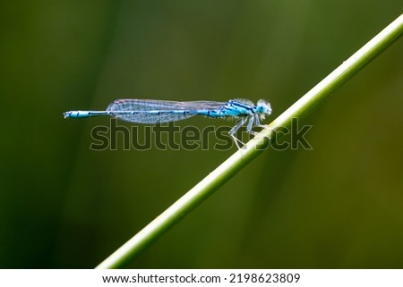 A single blue dragonfly on a green leaf with a green blurred background
