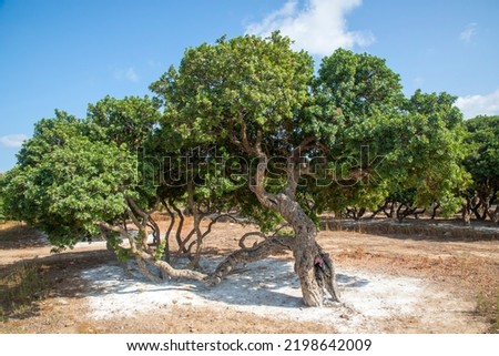 Mastic gum resin flows from the mastic tree. Chios island - Greece Royalty-Free Stock Photo #2198642009
