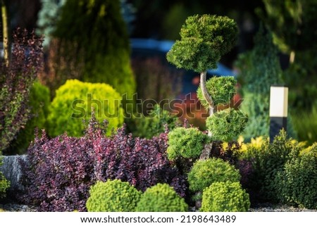Various Types of Decorative Plants of Different Colors, Including Shrubs, Bushes and Ornamental Pine Tree Growing Together. Backyard Garden Landscape Design Idea. Royalty-Free Stock Photo #2198643489