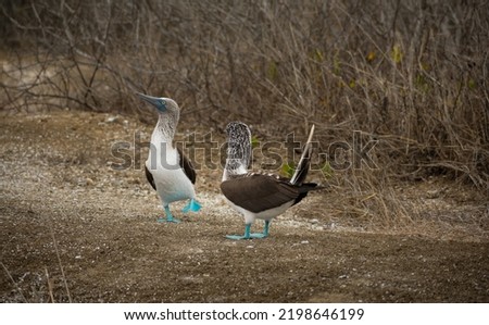 A couple of blue footed boobies performing mating ritual in Galapagos Islands, Ecuador. Two unique and exotic seabirds with turquoise foot flirting.