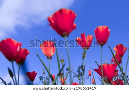 Poppy flower for Remembrance Day, Memorial Day, Anzac Day in New Zealand, Australia, Canada and Great Britain.