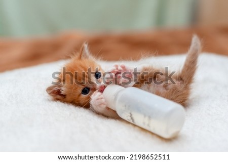 Feeding kitten with tiny milk bottle, tiny cat drinking milk from a bottle. Royalty-Free Stock Photo #2198652511