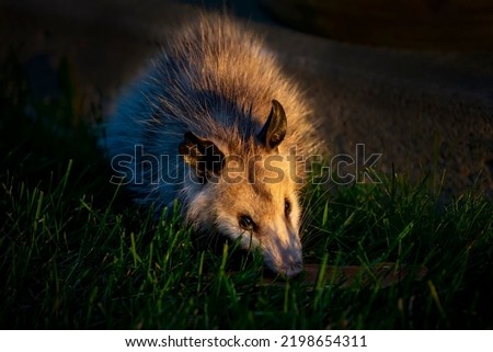 The Virginia opossum (Didelphis virginiana), also known as the North American opossum, typically called a possum or opossum. Young opossum in the rays of the setting sun.