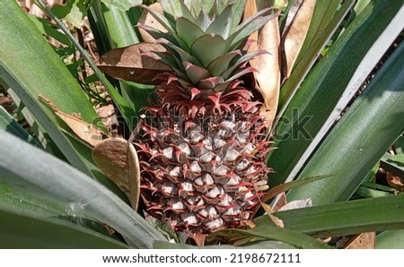 Pineapple growing in the Indonesian forest, shooting a picture from the front of the object during the day 