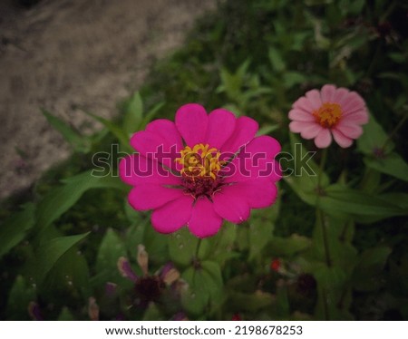 stock photo of pink flowers in the garden out of focus