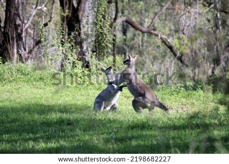 Two wallabies having a fight in the Australian bush