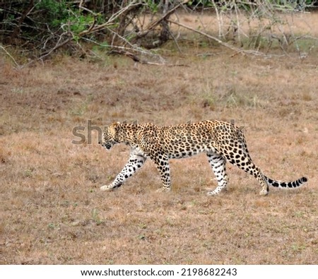 Leopard of in Sri Lanka in the wild 