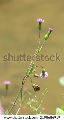 Ladybug on flower or kepik di bunga