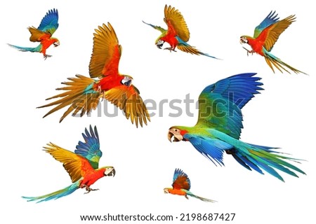 Set of Harlequin macaw parrot isolated on white background.