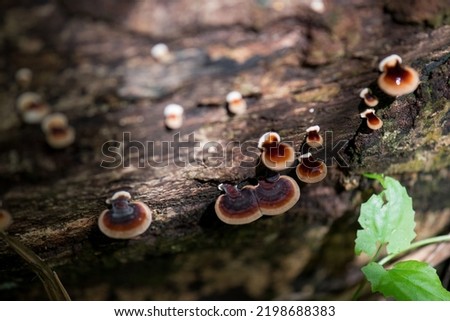 Mushrooms on the tree. Mushrooms in the rainy season. mushrooms after the rain in the forest moss on tree trunks.