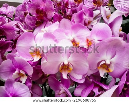Beautifully composed pictures of purple-pink orchids.